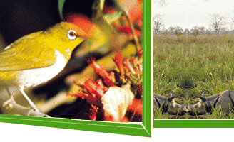 Nepal Jungle Safari Agency, Jungle Safari Agencies in Nepal, Jungle Safari In Nepal, Nepal Jungle safari, Nepal jungle safari company, Royal Chitwan National Park, Elephant Safari, Jungle in Nepal, wild life camp, wild life camp in Nepal, wild life safari, Nepal Wildlife Tour, Tour in Bardia National Park