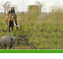 Nepal Jungle Safari Agency, Jungle Safari Agencies in Nepal, Jungle Safari In Nepal, Nepal Jungle safari, Nepal jungle safari company, Royal Chitwan National Park, Elephant Safari, Jungle in Nepal, wild life camp, wild life camp in Nepal, wild life safari, Nepal Wildlife Tour, Tour in Bardia National Park