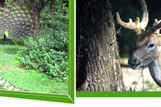 Khaptad Wildlife Reserve