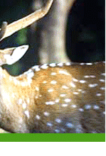 Khaptad Wildlife Reserve