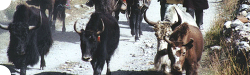 Yak Safari in Sikkim, Sikkim Yak Safari, Yak Safari Tour in Sikkim, Sikkim Yak Safari Tour
